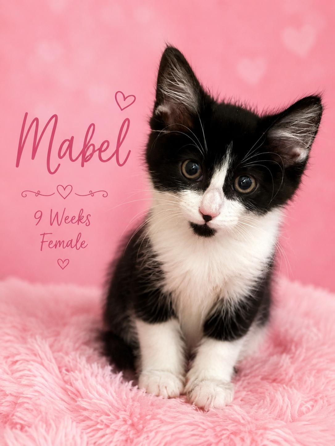 Enlarge MABEL (LOCATED AT PETSMART NORTHWEST RENO), a ADOPTABLE mixed breed in Reno, NV image 1/1