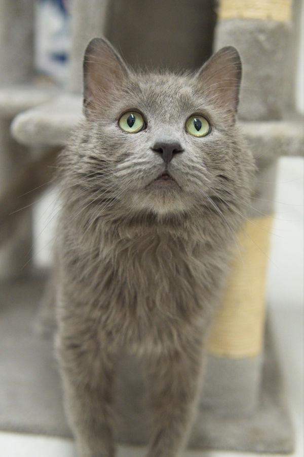 Nimbus, Adoptable, Adult Male Domestic Medium Hair.