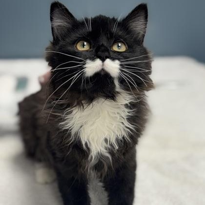 Orca, an adopted mixed breed in Tinley Park, IL image 2/2