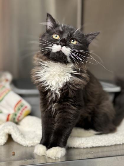 Orca, an adopted mixed breed in Tinley Park, IL image 1/2