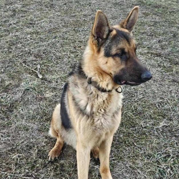 Dean *Courtesy Listing*, Adoptable, Adult Male German Shepherd Dog.