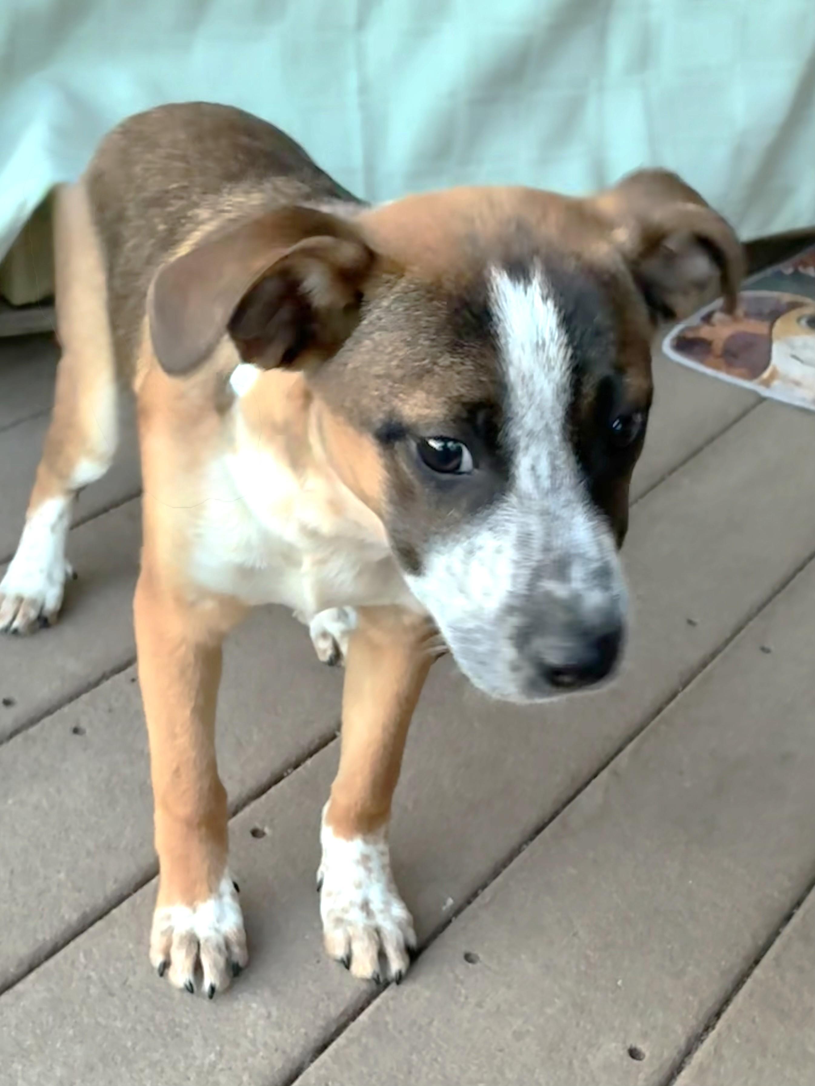 Enlarge Chilli, an adopted mixed breed in West Chicago, IL image 3/3