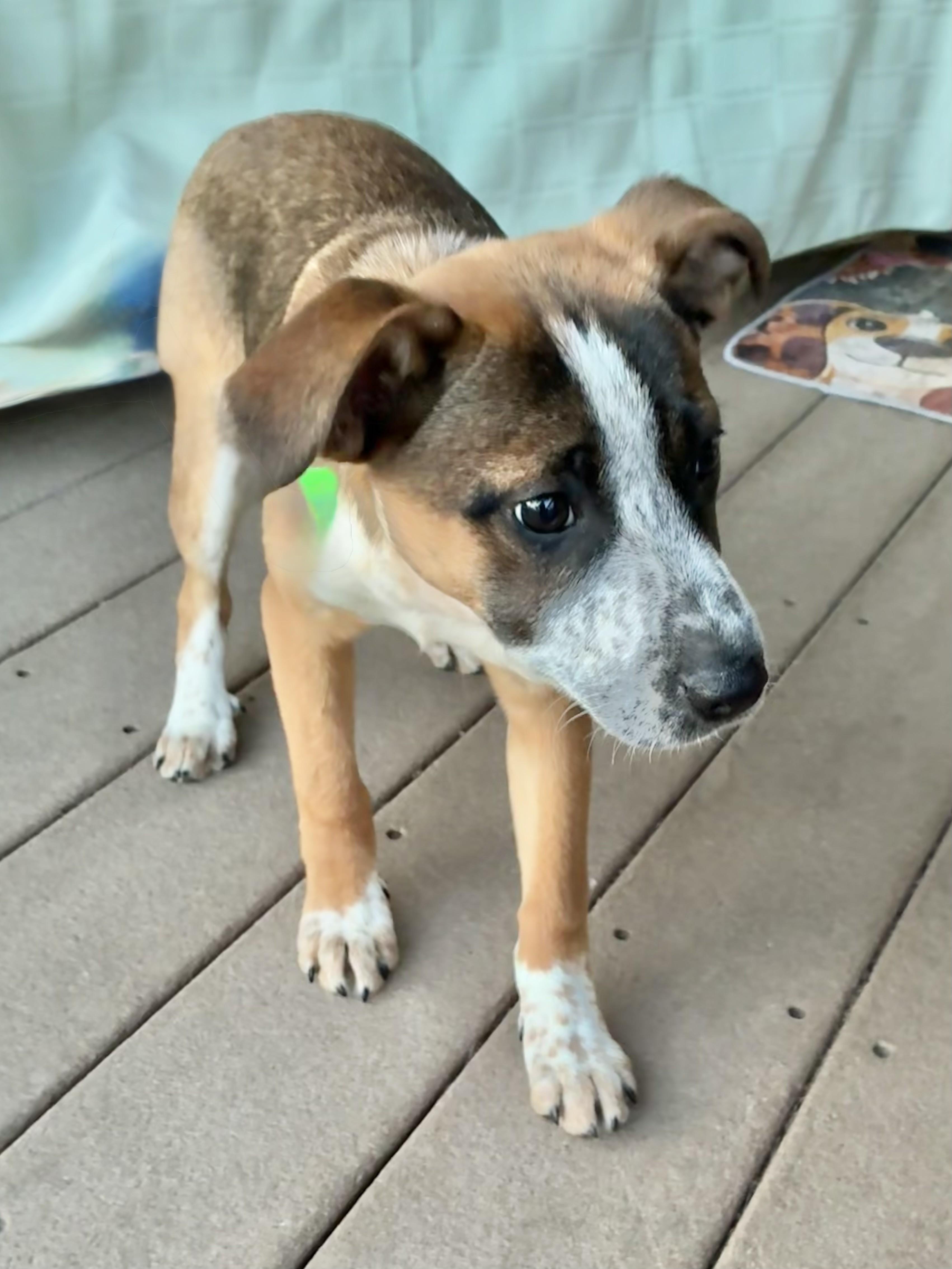 Chilli, adopted, Puppy Female Cattle Dog.