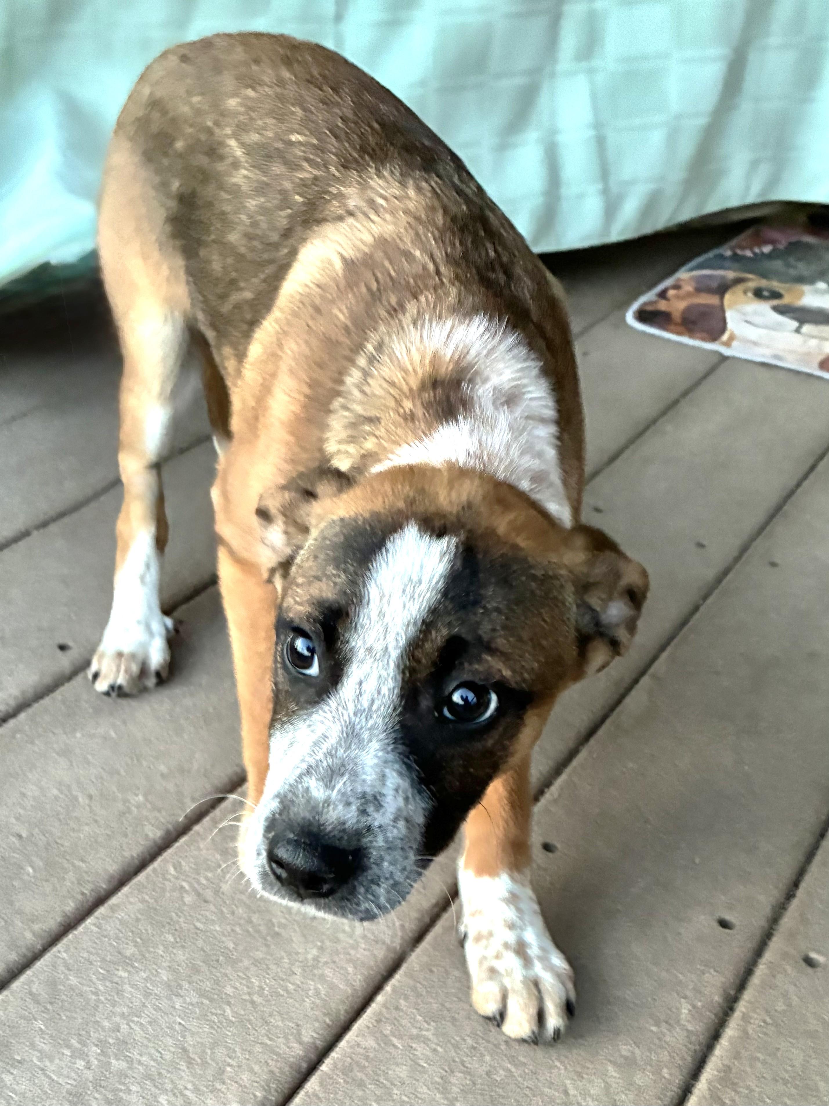 Enlarge Chilli, an adopted mixed breed in West Chicago, IL image 2/3