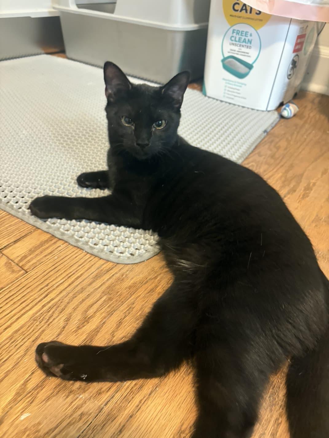 Mini Eclipse, Adoptable, Kitten Female American Shorthair.