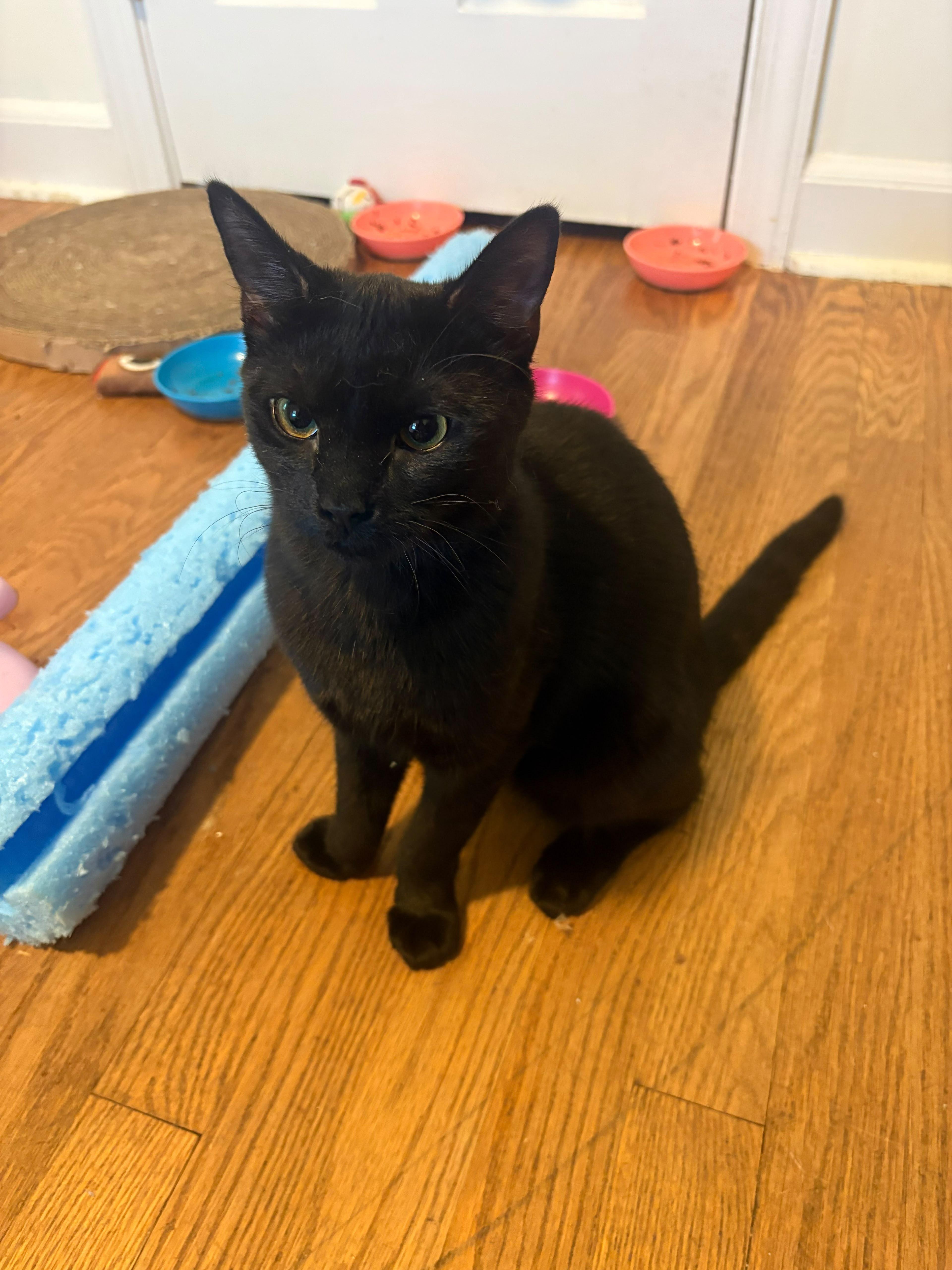 Enlarge Mini Eclipse, a Adoptable American Shorthair in Linden, NJ image 2/3