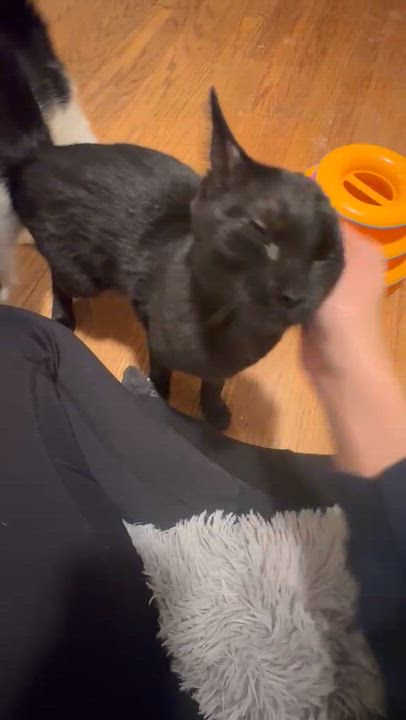 Enlarge Mini Eclipse, a Adoptable American Shorthair in Linden, NJ video 3/3