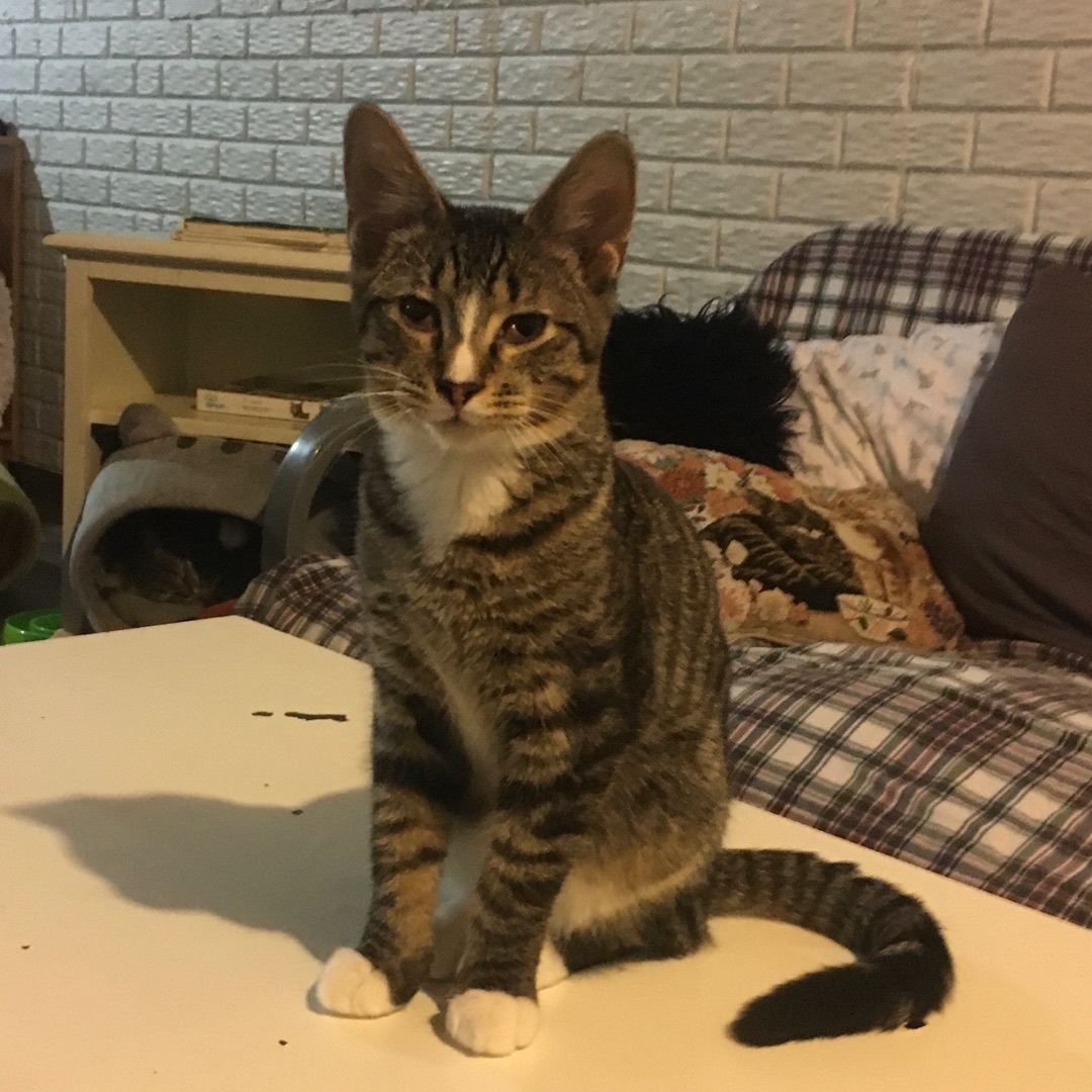 Finn, a Adoptable Domestic Short Hair in Lake Geneva, WI image 1/12