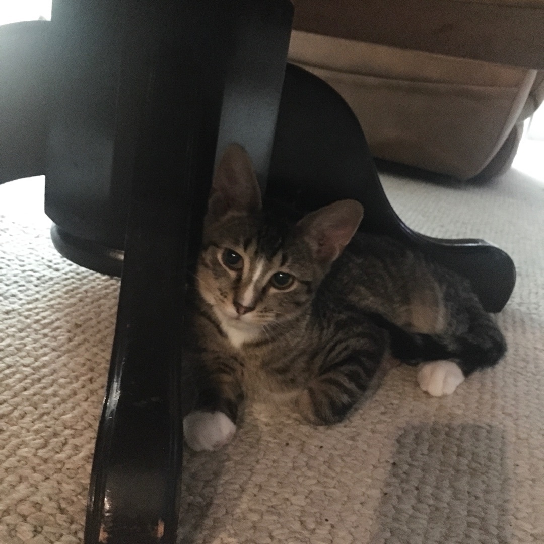 Enlarge Finn, a Adoptable Domestic Short Hair in Lake Geneva, WI image 8/12