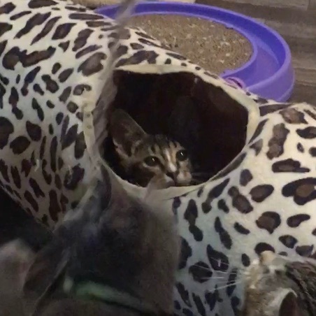 Enlarge Finn, a Adoptable Domestic Short Hair in Lake Geneva, WI image 9/12