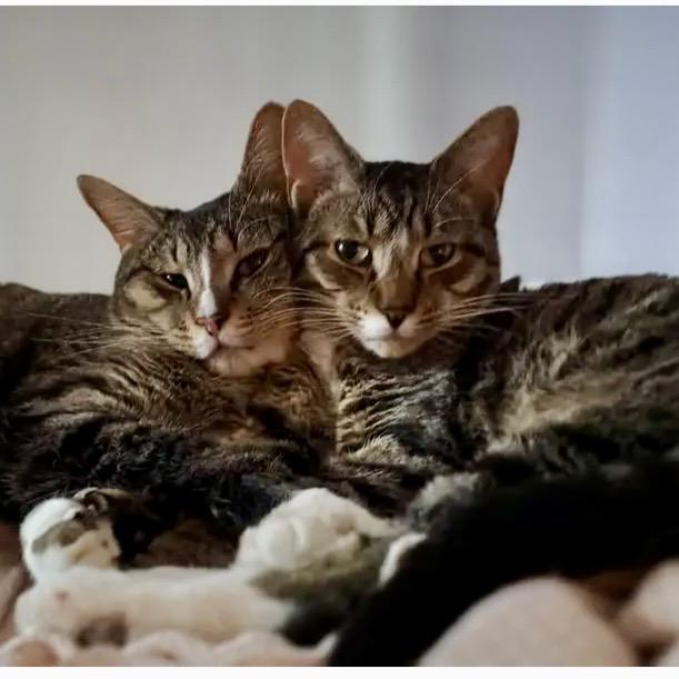 Enlarge Finn, a Adoptable Domestic Short Hair in Lake Geneva, WI image 1/6