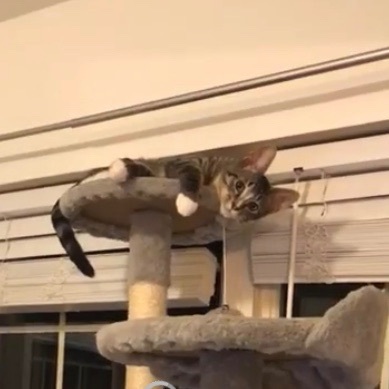 Enlarge Finn, a Adoptable Domestic Short Hair in Lake Geneva, WI image 10/12