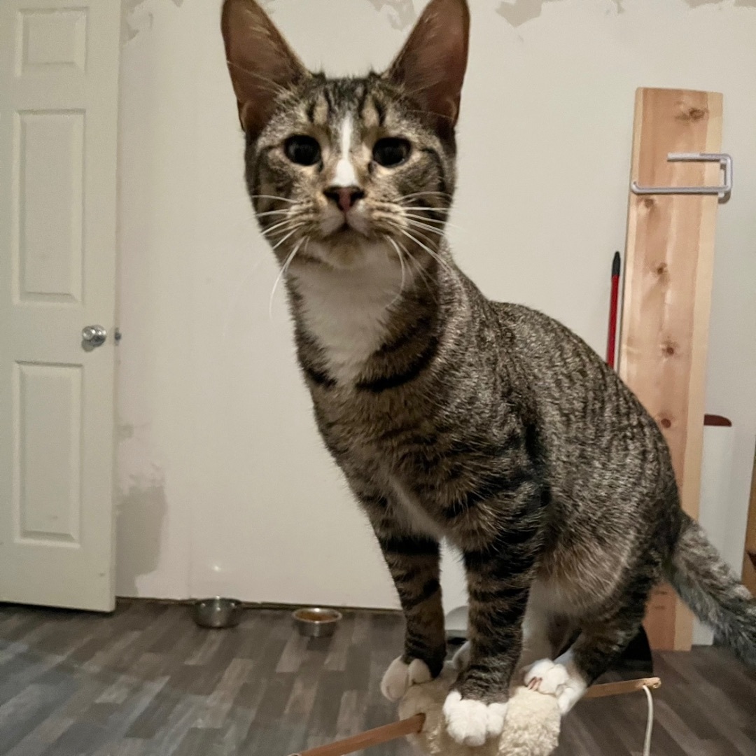 Enlarge Finn, a Adoptable Domestic Short Hair in Lake Geneva, WI image 11/12