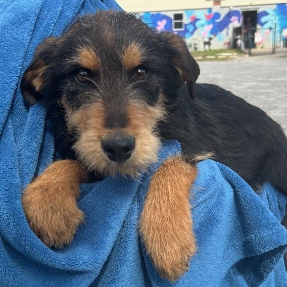 Blue Jay Oiseau — thumbnail 2