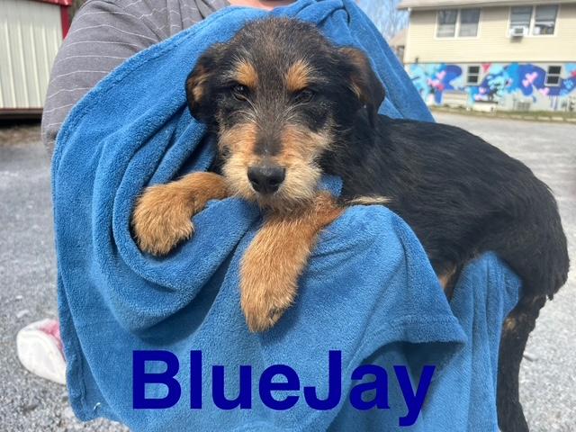 Blue Jay Oiseau — thumbnail 3