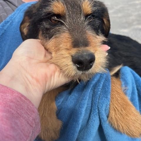 Blue Jay Oiseau — thumbnail 4