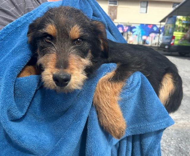 Blue Jay Oiseau — thumbnail 5