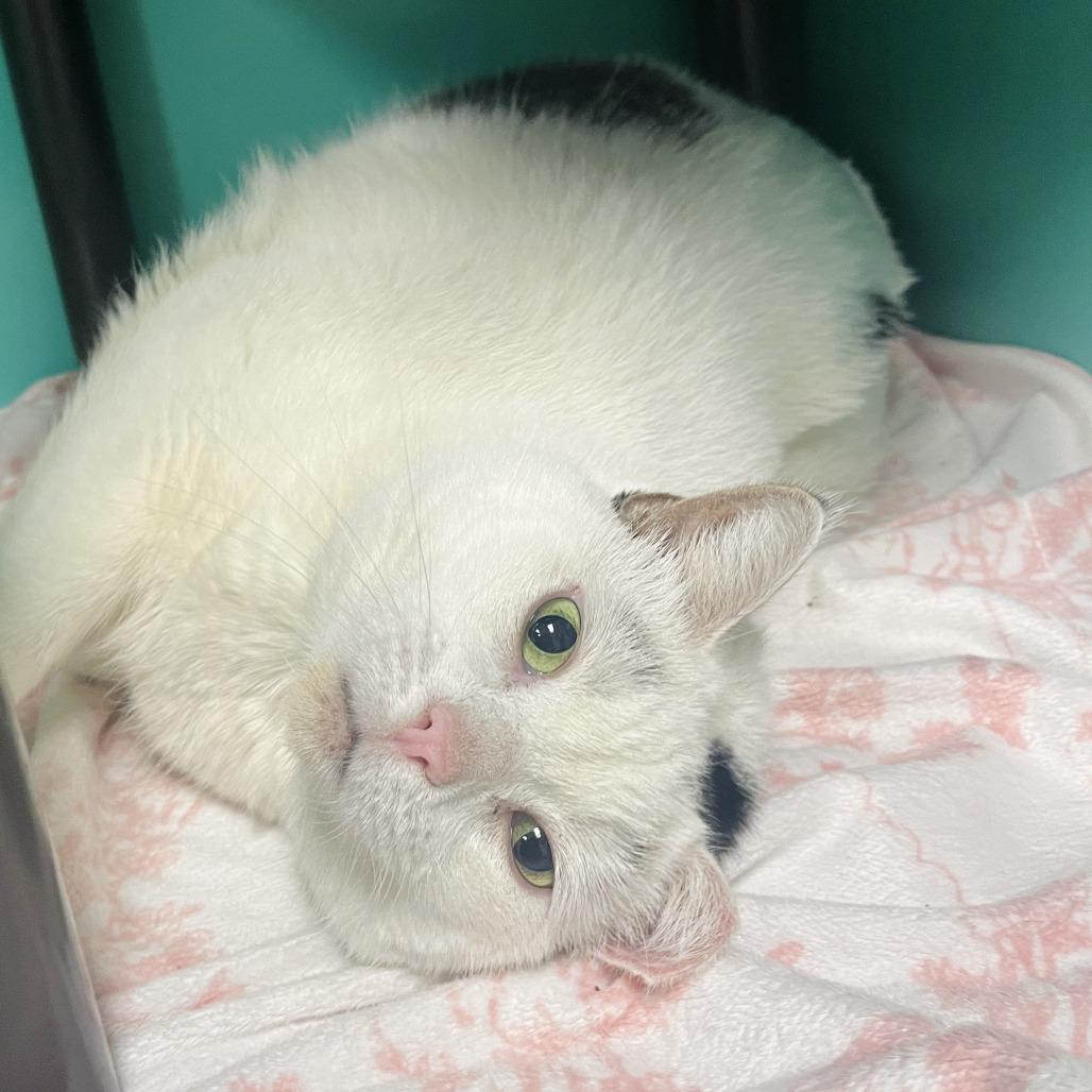 Popcorn, Adoptable, Adult Male Domestic Short Hair.
