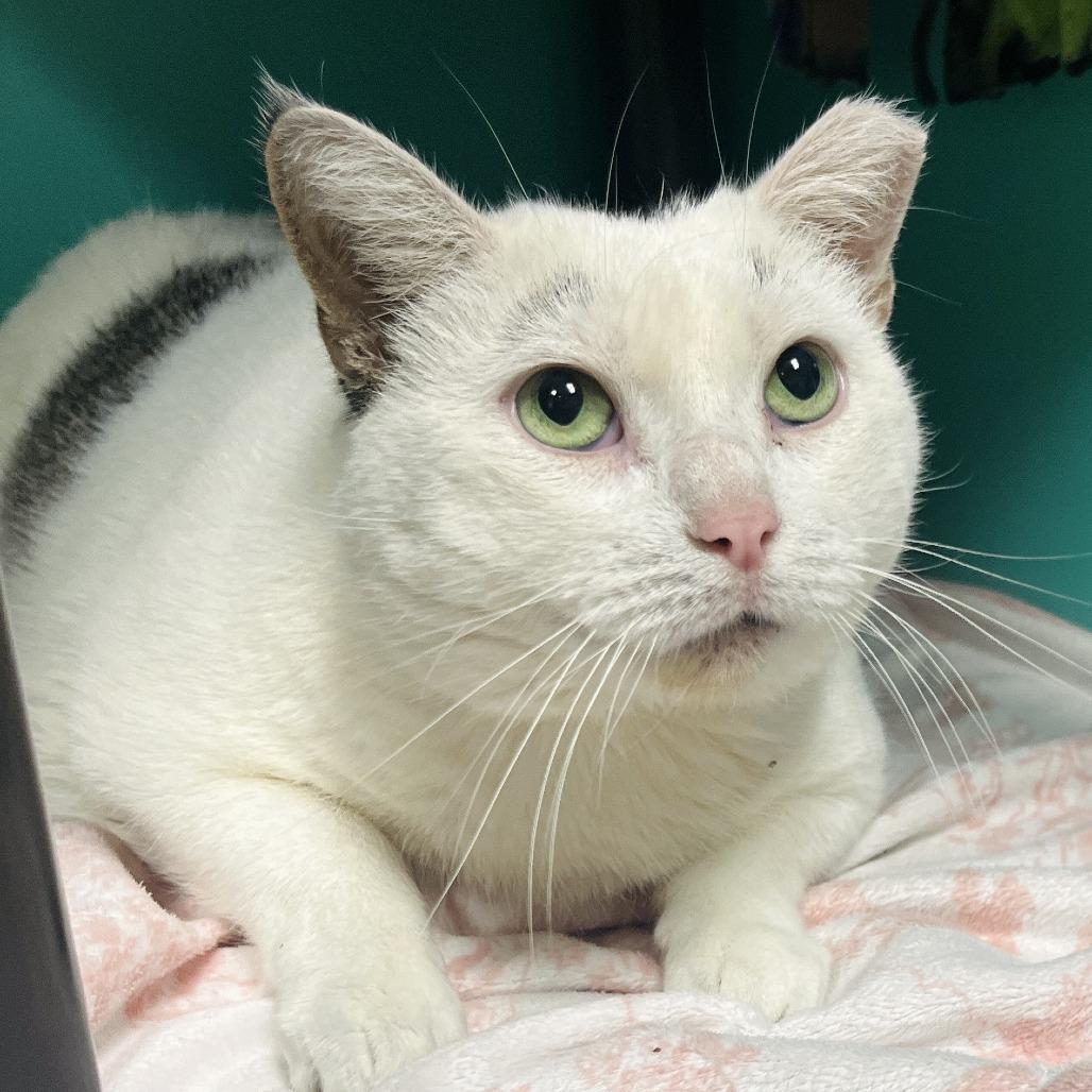 Enlarge Popcorn, a Adoptable Domestic Short Hair in Owosso, MI image 2/4