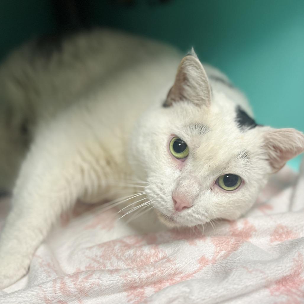 Enlarge Popcorn, a Adoptable Domestic Short Hair in Owosso, MI image 3/4
