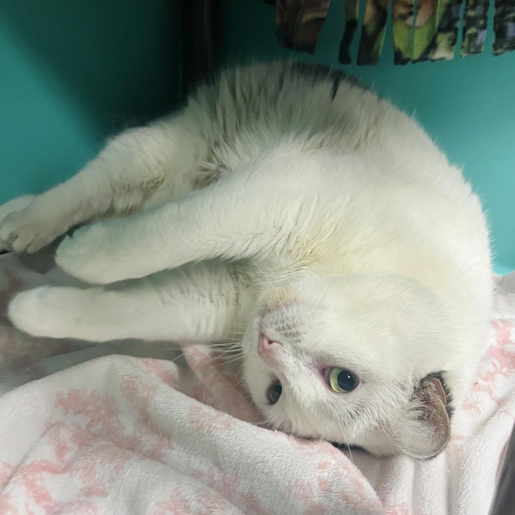 Enlarge Popcorn, a Adoptable Domestic Short Hair in Owosso, MI image 4/4