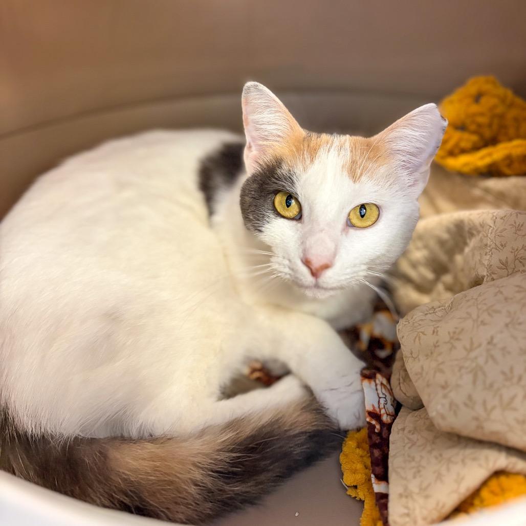 Kate, Adoptable, Young Female Domestic Short Hair.