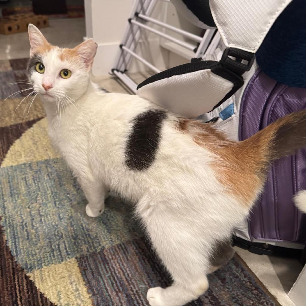 Enlarge Kate, a Adoptable Domestic Short Hair in Boston, MA image 2/2