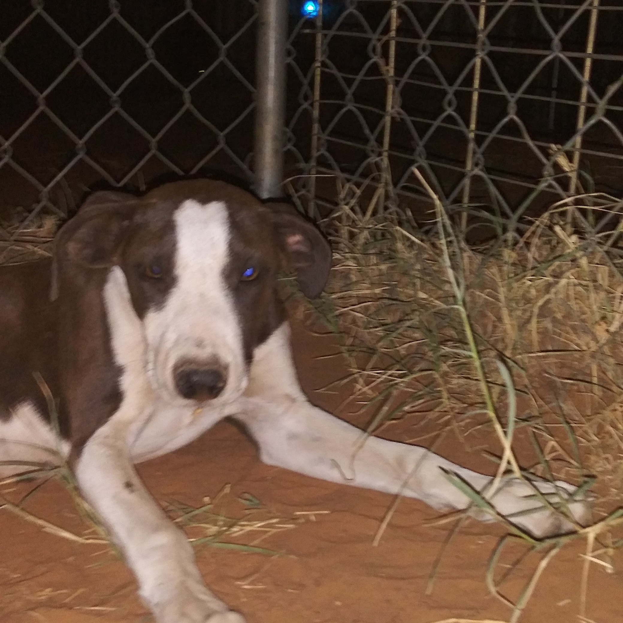Gabagale (Gabi), Adoptable, Adult Female Pointer & Mixed Breed.