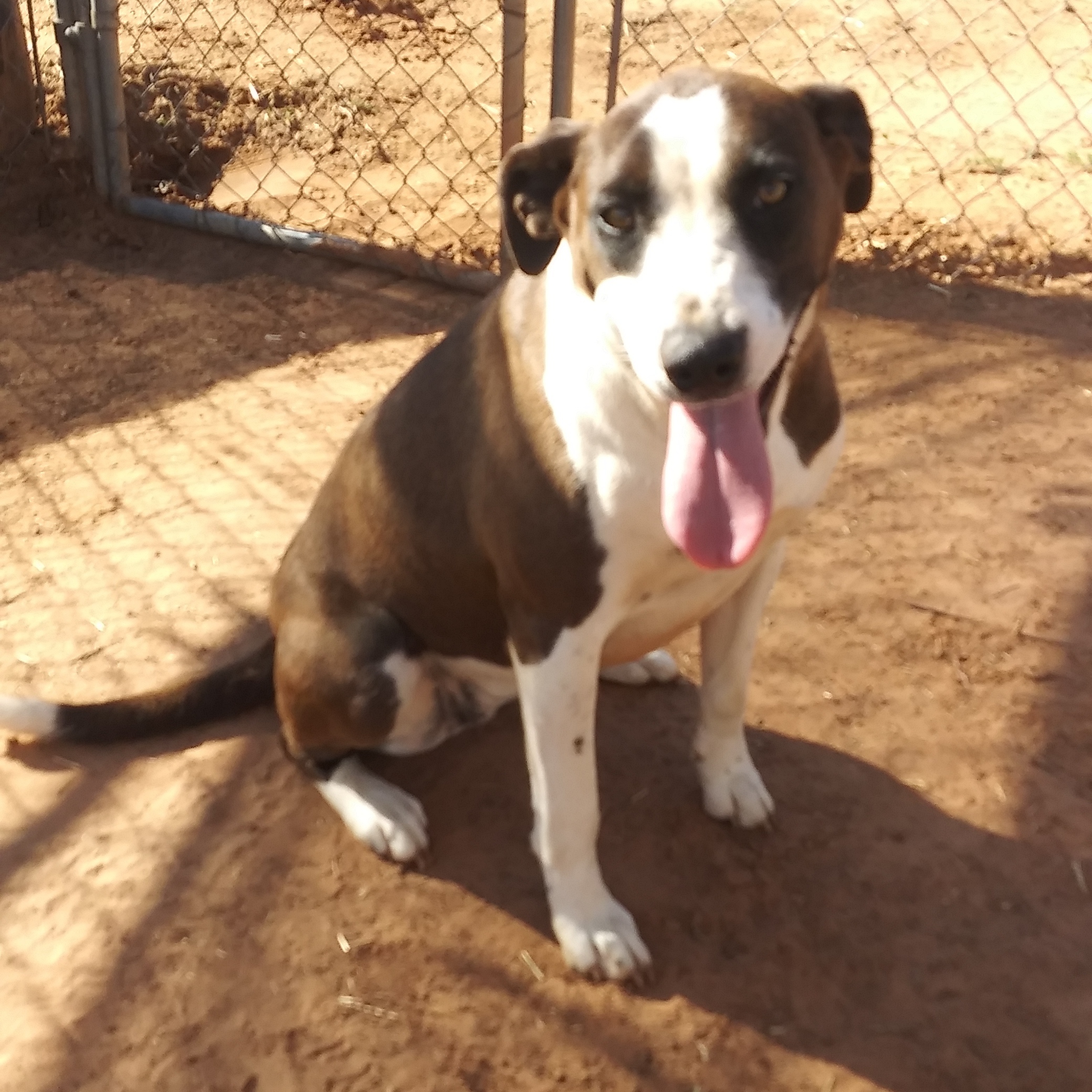 Enlarge Gabagale (Gabi), a Adoptable mixed breed in Anton, TX image 2/3