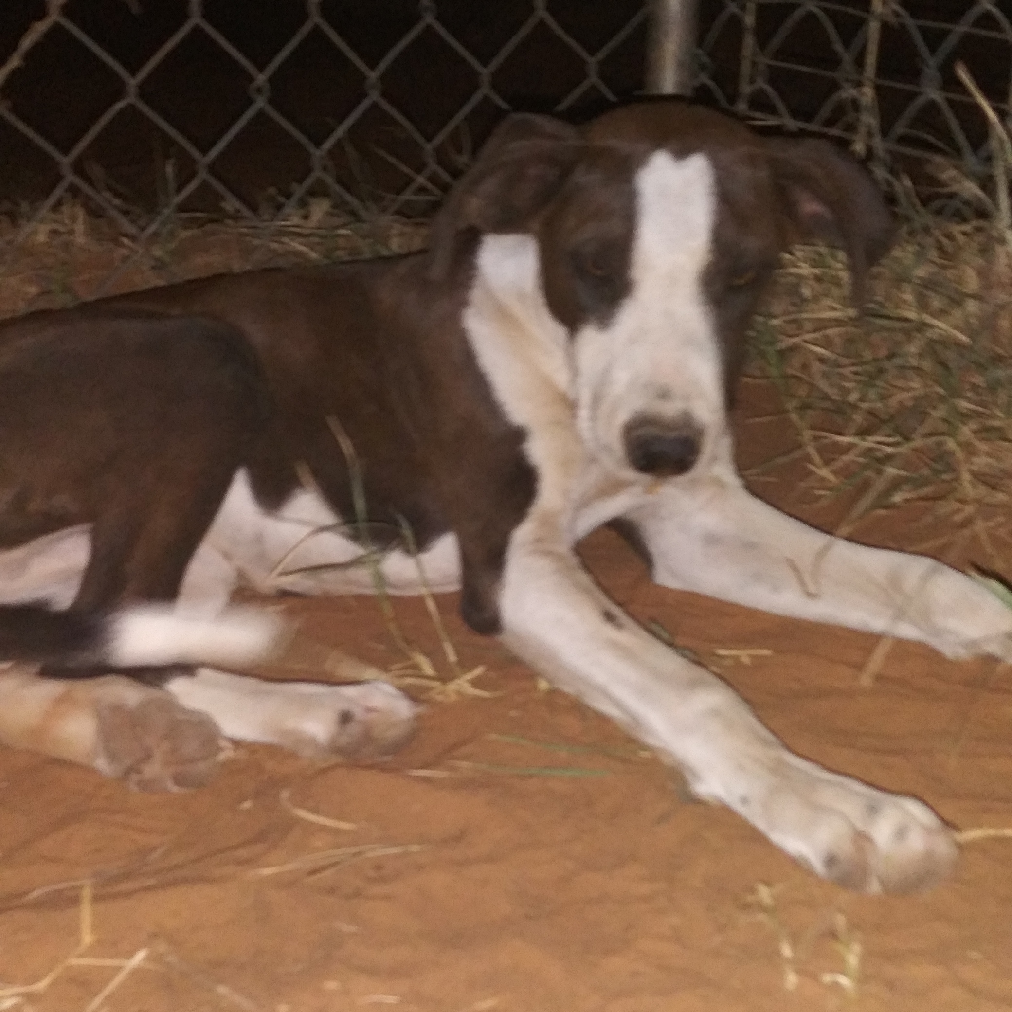 Enlarge Gabagale (Gabi), a Adoptable mixed breed in Anton, TX image 3/3
