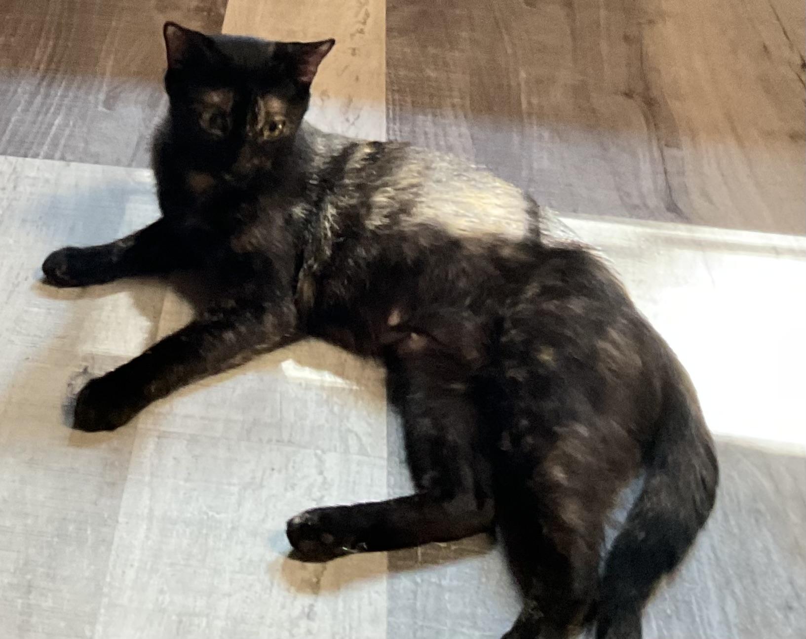 Samantha, Adoptable, Adult Female Domestic Short Hair.