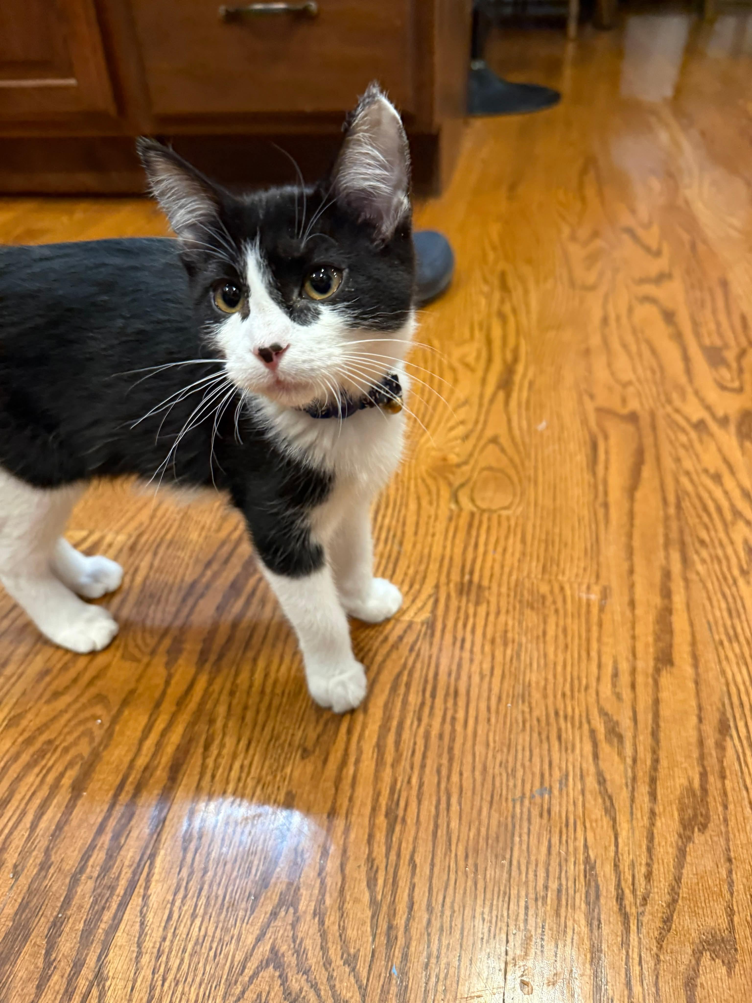 Enlarge Francie, an adoptable Domestic Short Hair in Sioux Falls, SD image 1/1