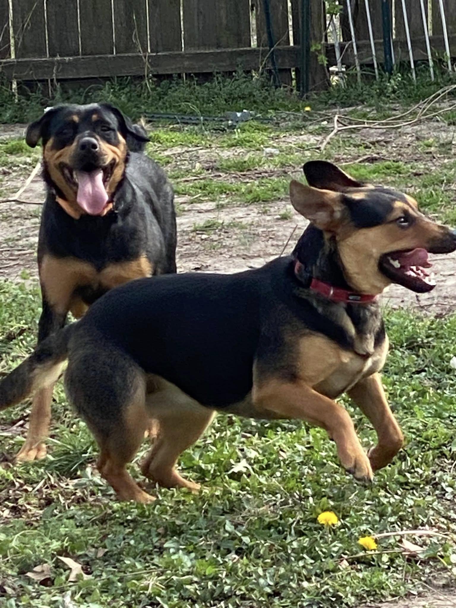 MAJESTY, Adoptable, Young Female Rottweiler & German Shepherd Dog.