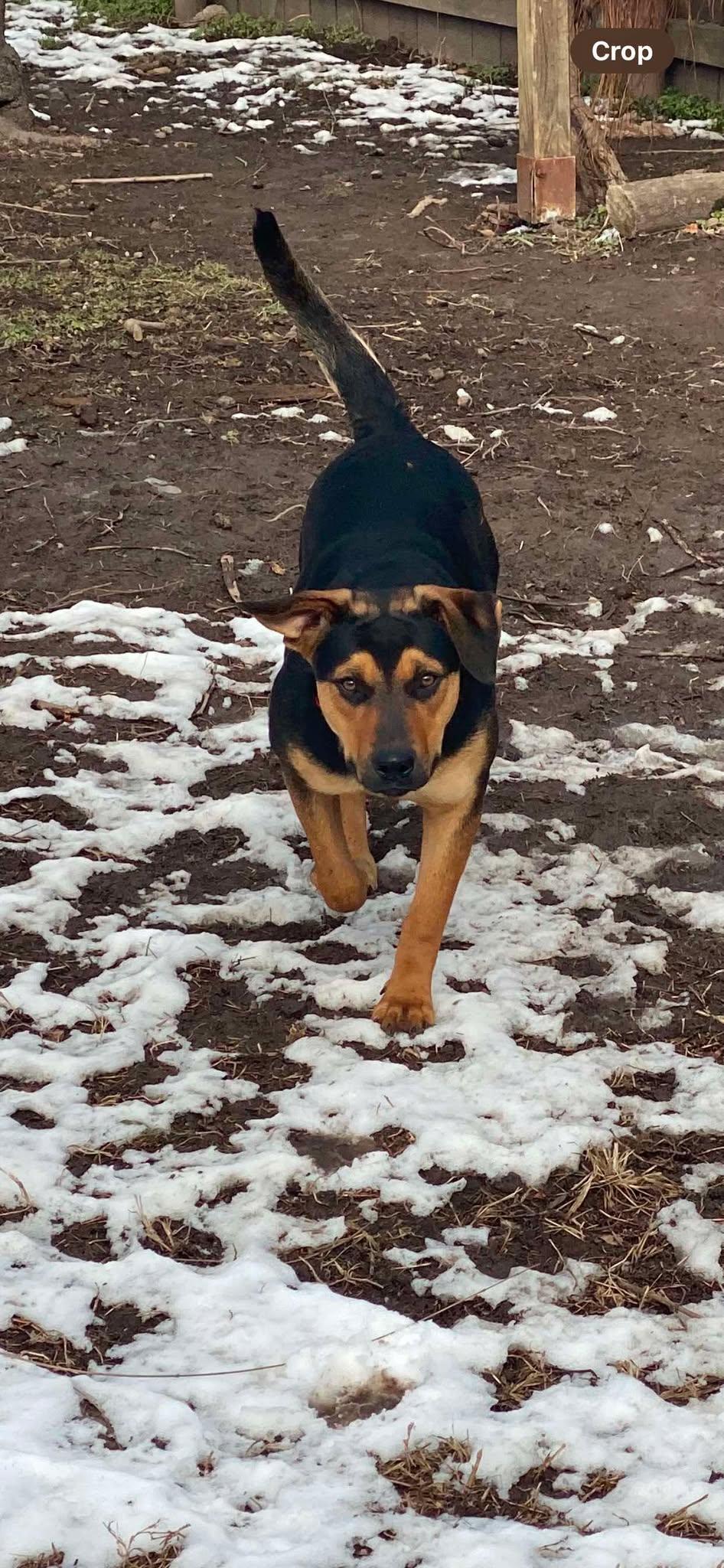 MAJESTY, a Adoptable mixed breed in Chapel Hill, NC image 4/6