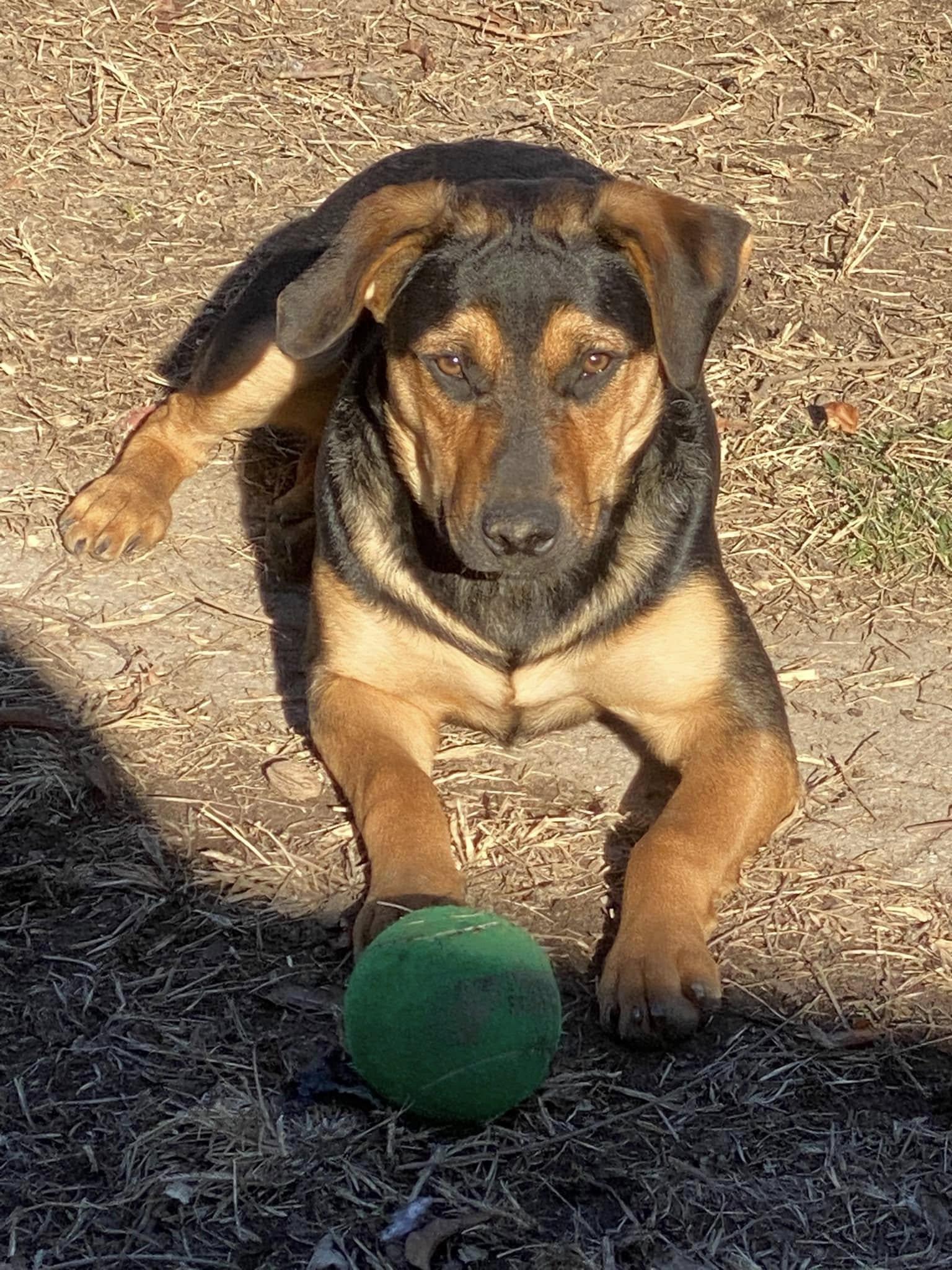 MAJESTY, a Adoptable mixed breed in Chapel Hill, NC image 2/6