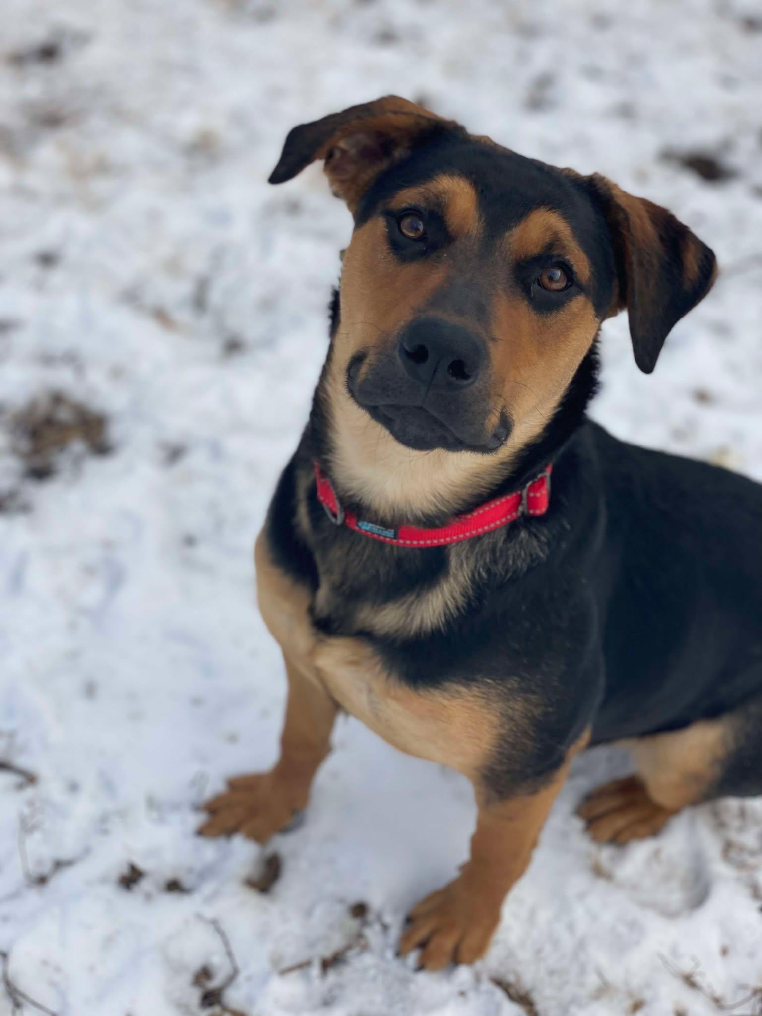 MAJESTY, a Adoptable mixed breed in Chapel Hill, NC image 3/6