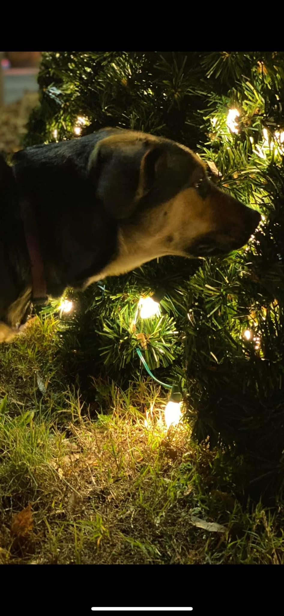 MAJESTY, a Adoptable mixed breed in Chapel Hill, NC image 5/6