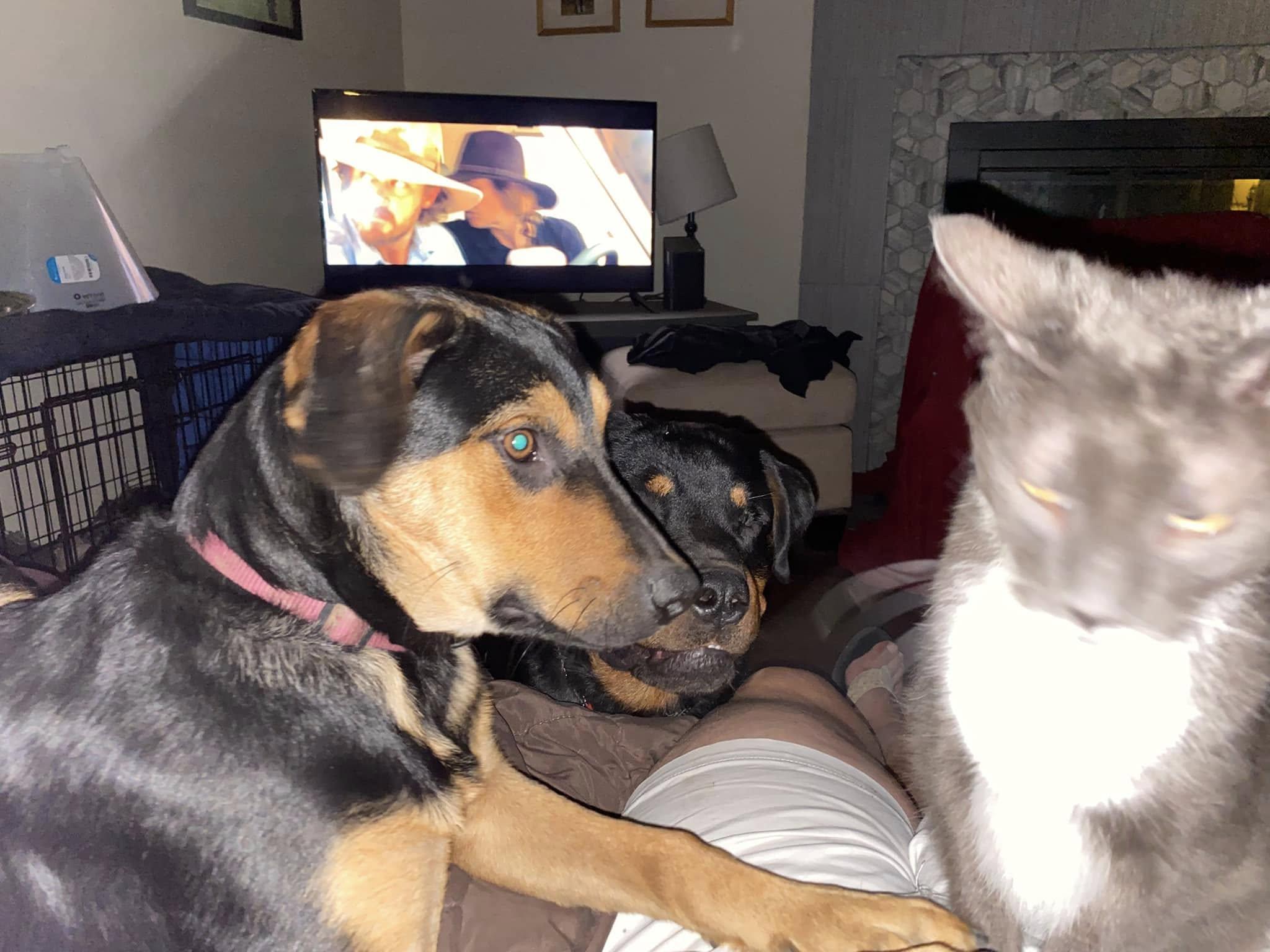 MAJESTY, a Adoptable mixed breed in Chapel Hill, NC image 6/6