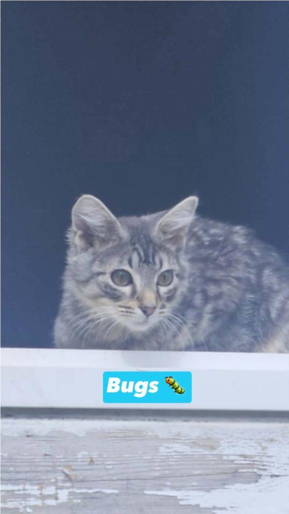 Enlarge Kittens in Wasilla, an adopted Domestic Short Hair in Wasilla, AK image 2/3