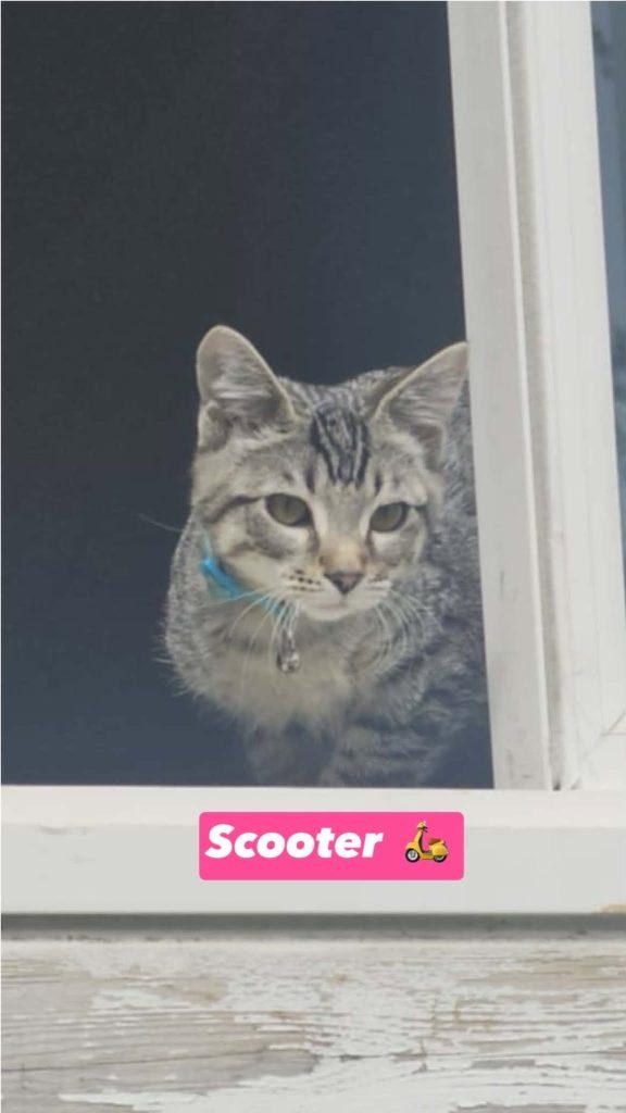 Kittens in Wasilla, adopted, Kitten Male Domestic Short Hair.