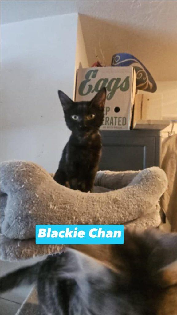 Enlarge Kittens in Wasilla, an adopted Domestic Short Hair in Wasilla, AK image 3/3