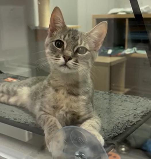 Enlarge Gabrielle (bonded with Stripe), a Adoptable Domestic Short Hair in Hudson, NH image 2/4