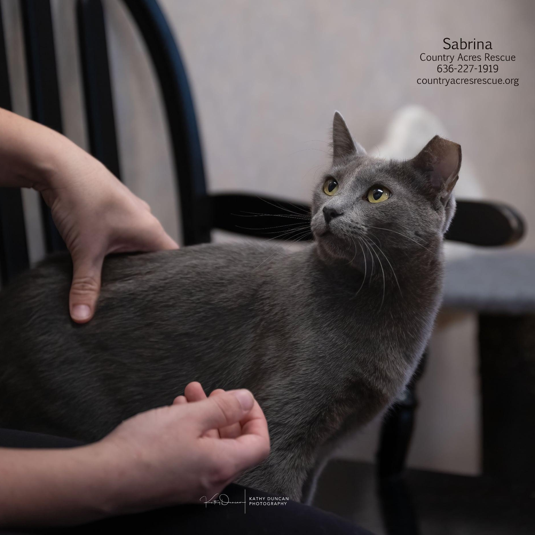 Sabrina, a ADOPTABLE Domestic Short Hair in Manchester, MO image 3/5