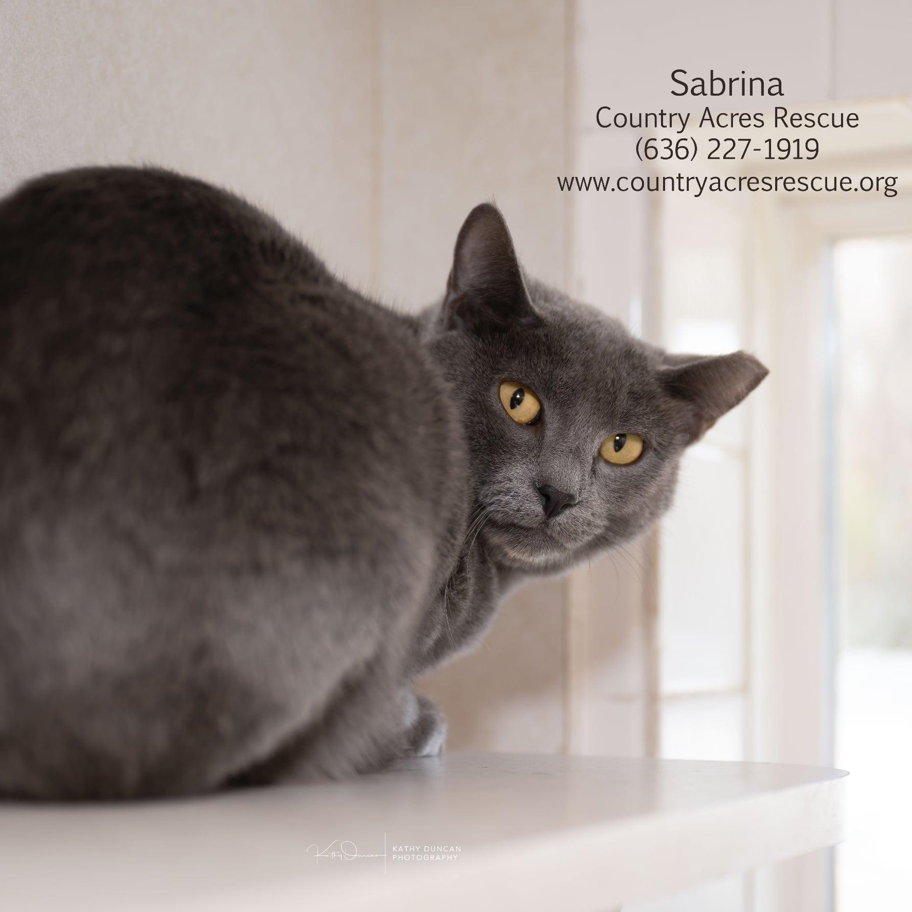 Sabrina, ADOPTABLE, Young Female Domestic Short Hair.