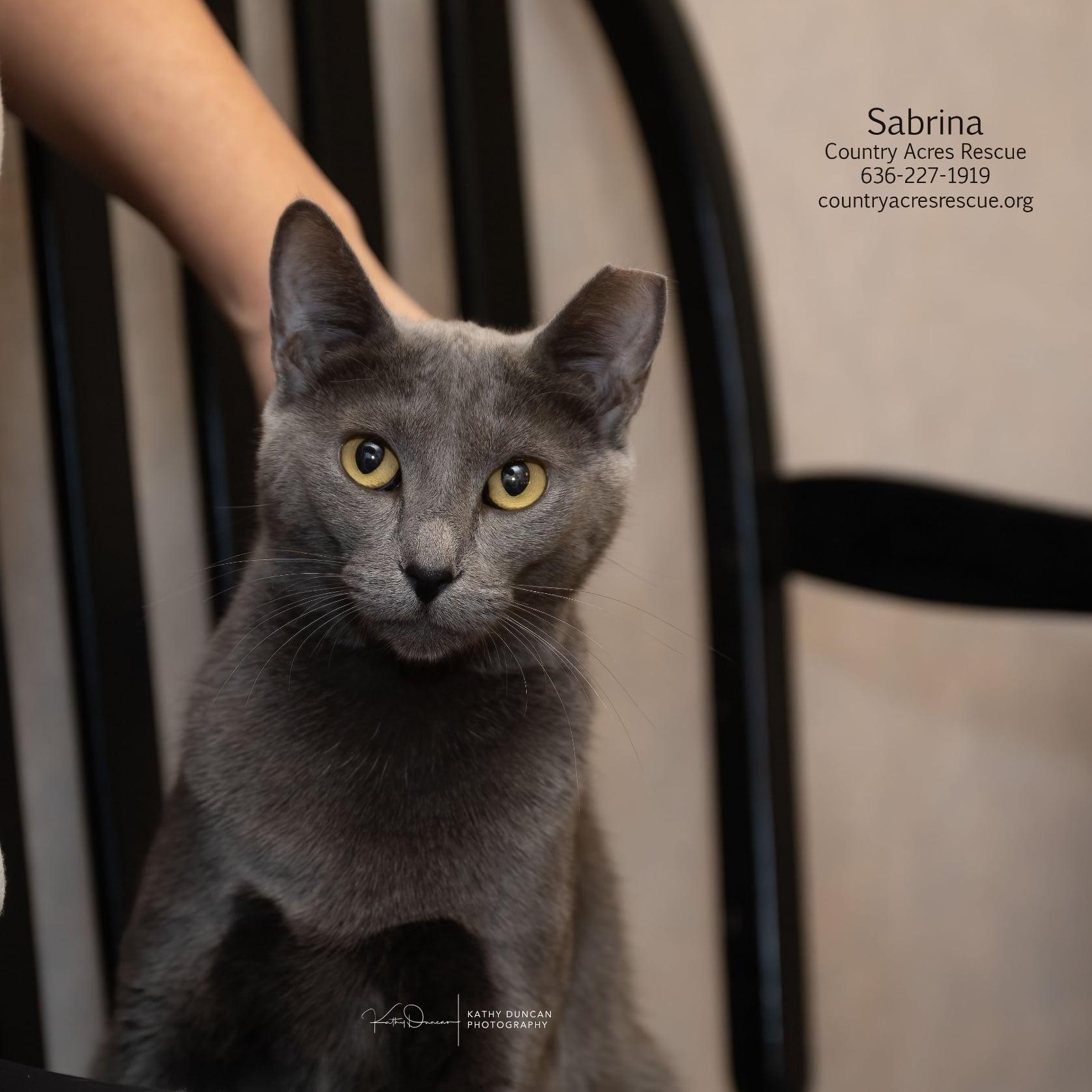 Sabrina, a ADOPTABLE Domestic Short Hair in Manchester, MO image 2/5