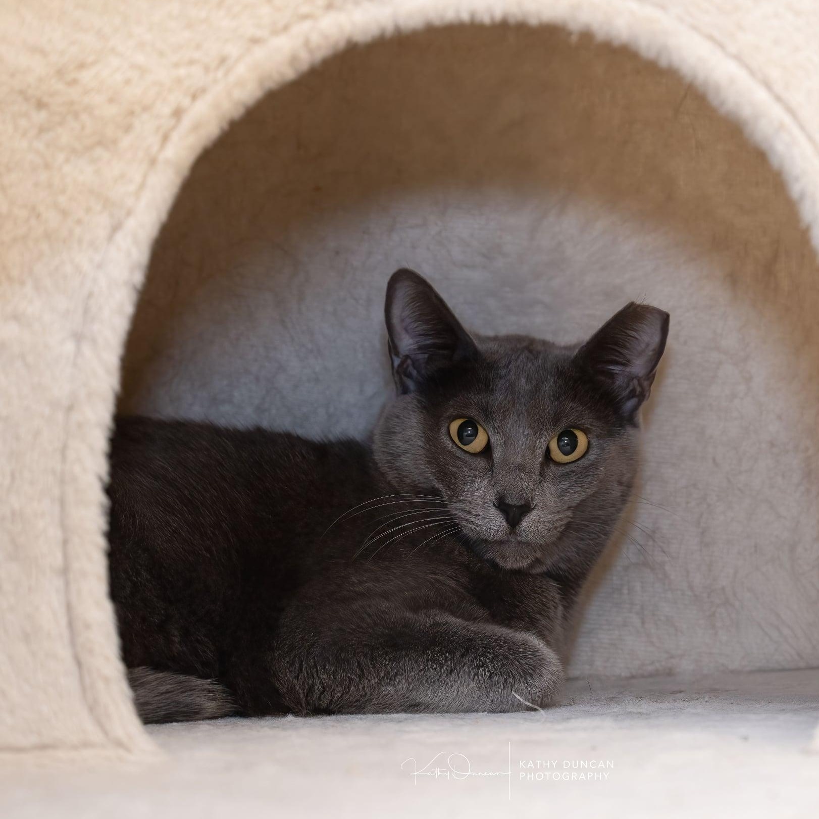 Sabrina, a ADOPTABLE Domestic Short Hair in Manchester, MO image 5/5