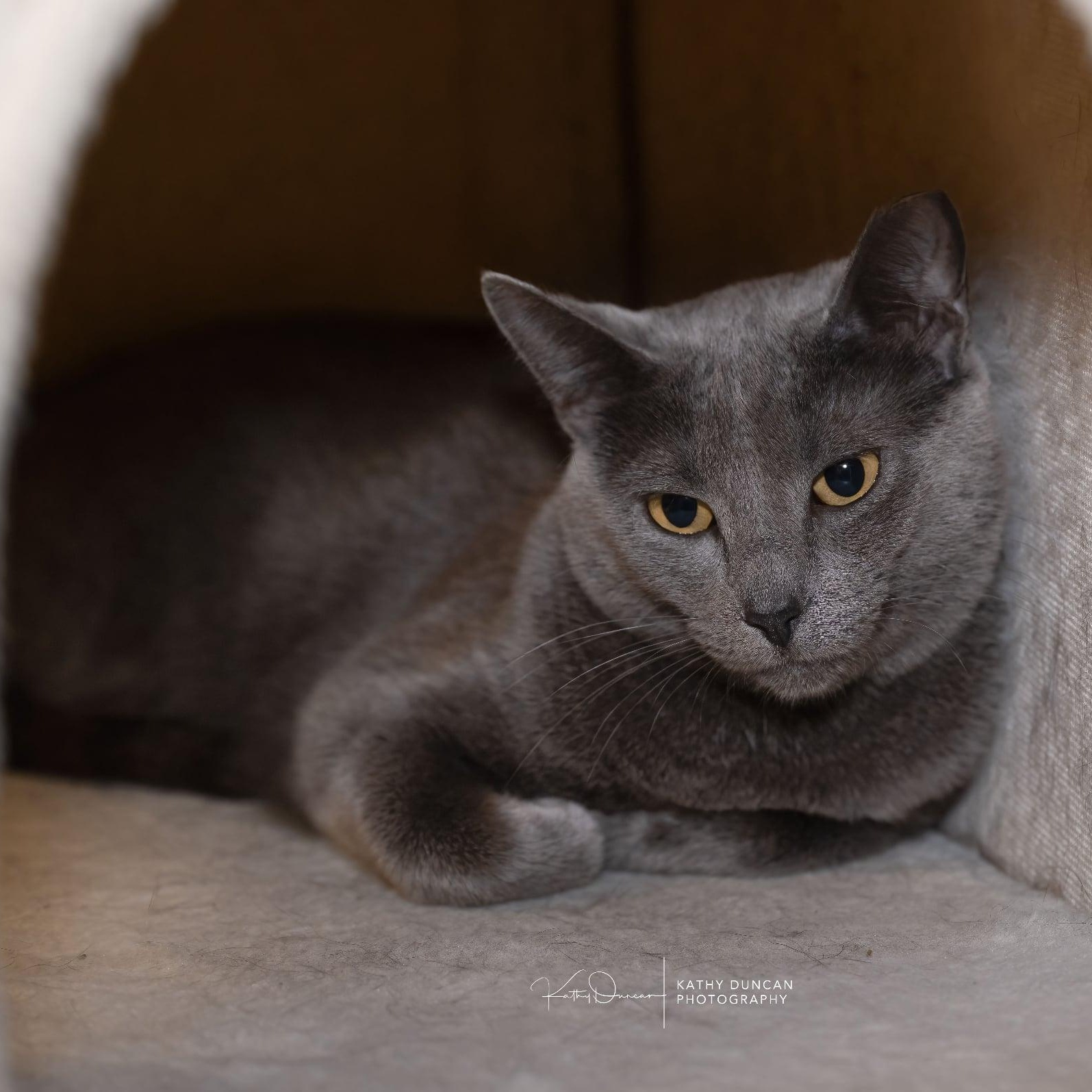 Sabrina, a ADOPTABLE Domestic Short Hair in Manchester, MO image 4/5