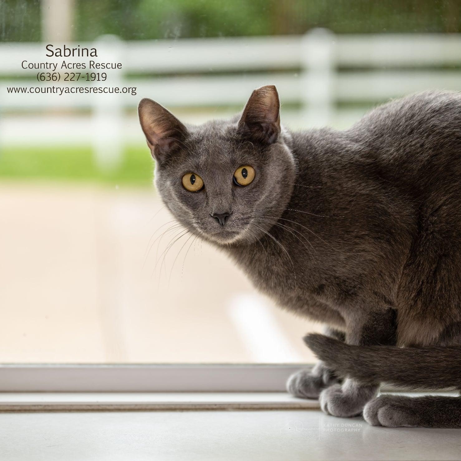 Sabrina, a ADOPTABLE Domestic Short Hair in Manchester, MO image 2/3