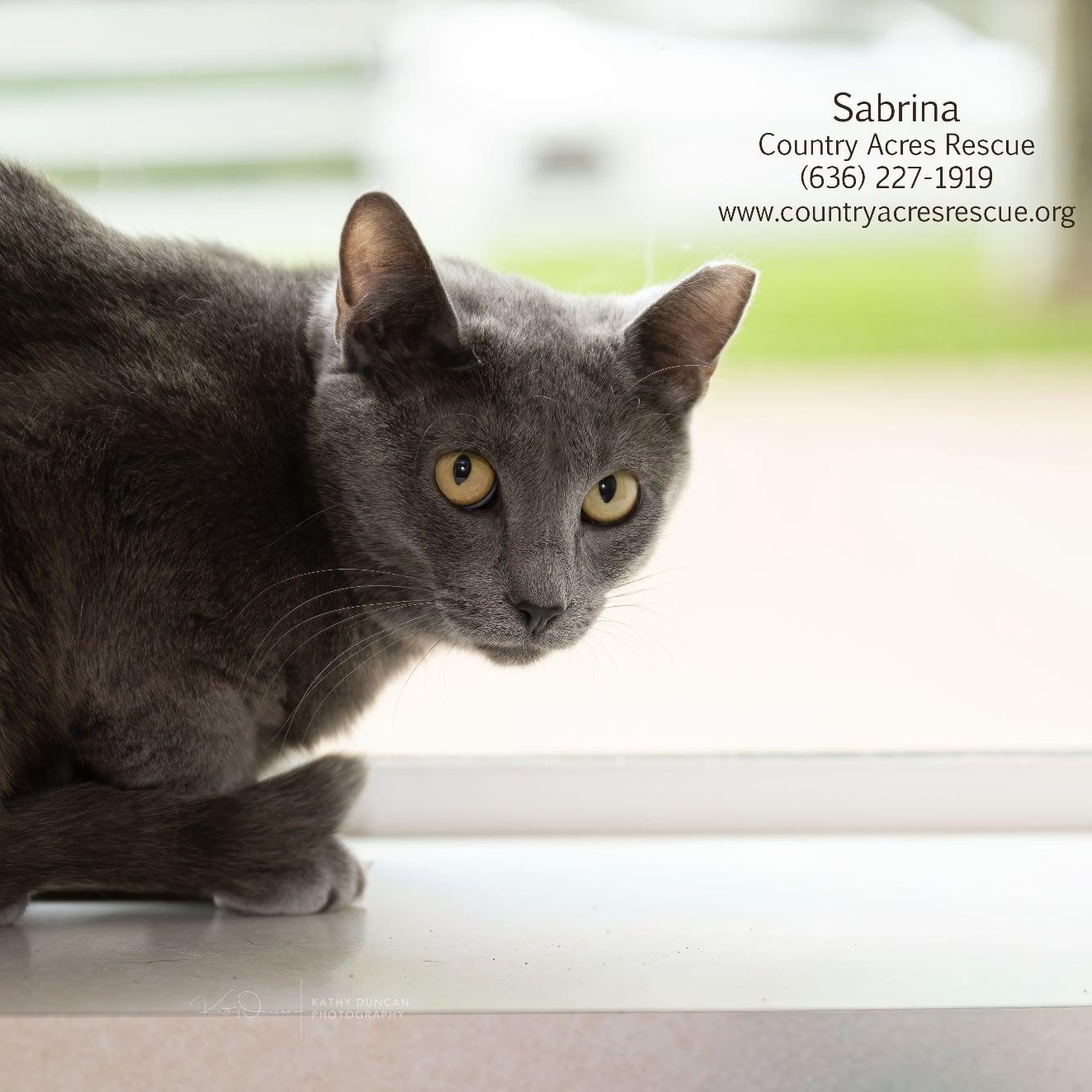 Sabrina, a ADOPTABLE Domestic Short Hair in Manchester, MO image 3/3