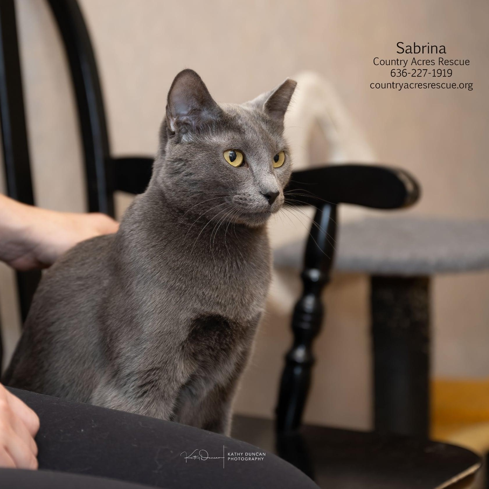 Sabrina, ADOPTABLE, Young Female Domestic Short Hair.
